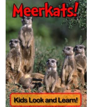 Meerkats